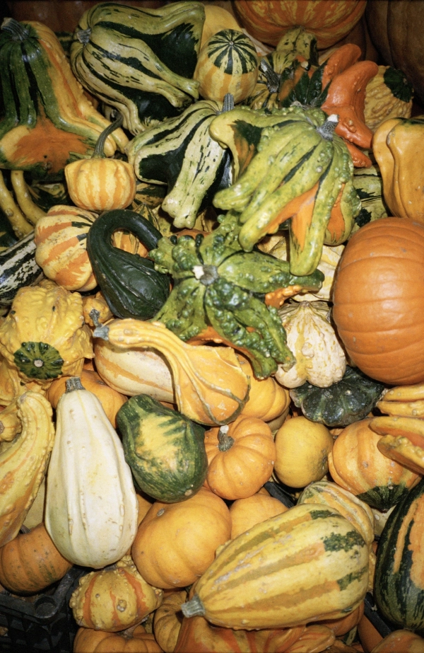 Calabaza